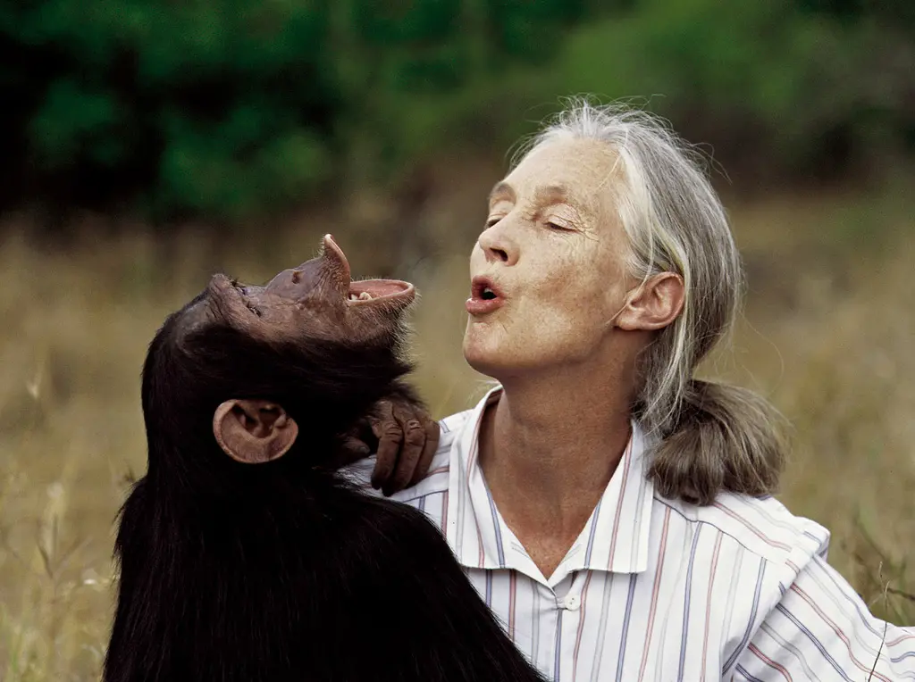 ▲世界頂尖的黑猩猩研究專家兼自然保護論者珍古德（Jane Goodall）離世，享耆壽91歲。（圖／美聯社／達志影像）