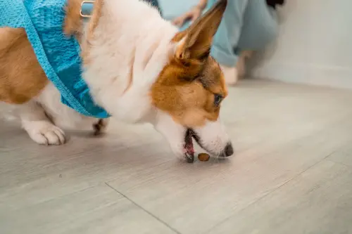 ▲藉由互動、玩樂式餵食，可以同時滿足毛孩生理、心理需求，讓情緒保健雙倍加分。（圖／業者提供）