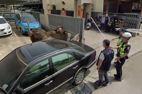 ▲彰化去年有鴕鳥因受到驚嚇，在街道上展開大逃亡，最終跑到台中烏日才成功被員警捕捉，沒想到整段過程都被Google街景車給紀錄下來。（圖／翻攝Google地圖）