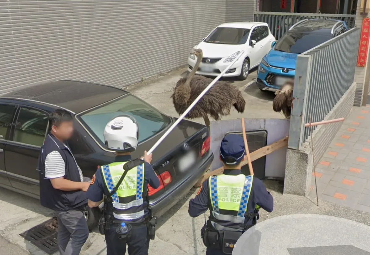 ▲彰化去年有鴕鳥因受到驚嚇，在街道上展開大逃亡，最終跑到台中烏日才成功被員警捕捉，沒想到整段過程都被Google街景車給記錄下來。（圖／翻攝Google地圖）