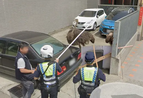 台灣奇景再現！鴕鳥大逃亡「Google街景全拍下」　員警圍捕也入鏡
