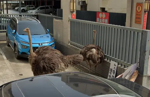 ▲去年彰化有鴕鳥展開大逃亡，狂奔15公里到台中烏日才被捕捉到。（圖／翻攝Google地圖）