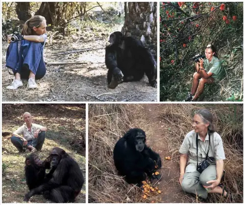 ▲珍古德1960年便踏上坦尚尼亞的貢貝森林，一生投入野生黑猩猩研究。（圖／翻攝自國際珍古德教育及保育協會官網）