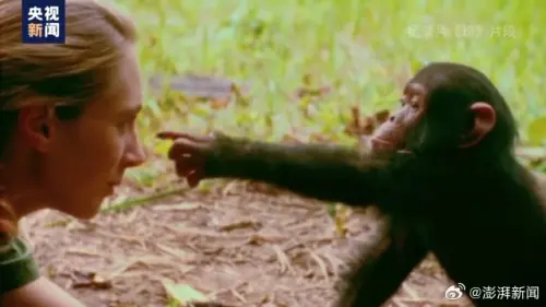 ▲珍古德（Jane Goodall）的紀錄片也拍下她與黑猩猩真摯的互動。（圖／翻攝自微博／央視新聞）