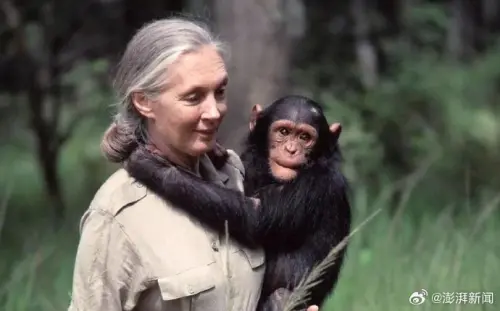 ▲珍古德（Jane Goodall）的紀錄片也拍下她與黑猩猩真摯的互動。（圖／翻攝自微博／央視新聞）