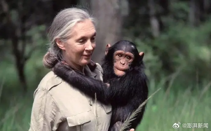    ▲珍古德（Jane Goodall）的紀錄片也拍下她與黑猩猩真摯的互動。（圖／翻攝自微博／央視新聞）  