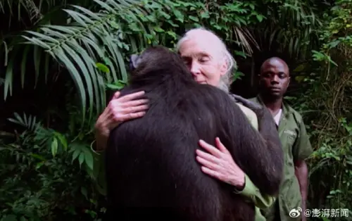 ▲珍古德（Jane Goodall）的紀錄片也拍下她與黑猩猩真摯的互動。（圖／翻攝自微博／央視新聞）