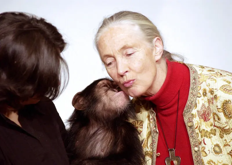    ▲2004年，珍古德（Jane Goodall）在匈牙利布達佩斯市立動物園參觀，被一隻一歲大的黑猩猩親吻。她也象徵性的收養了這隻黑猩猩。（圖／美聯社／達志影像）  