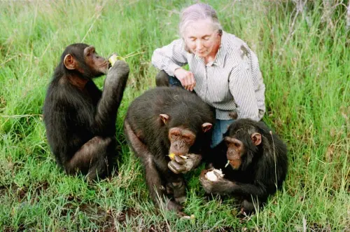▲1997年12月6日，珍古德（Jane Goodall）在肯亞甜水黑猩猩保護區（Sweetwaters Chimpanzee Sanctuary）觀察年幼的黑猩猩。（圖／美聯社／達志影像）