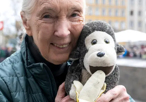 ▲2023年5月，珍古德（Jane Goodall）獲得奧托·埃卡特基金會（Otto Eckart Foundation）頒發的「國際兒童獎」（Prix International Pour Les Enfants）。（圖／美聯社／達志影像）