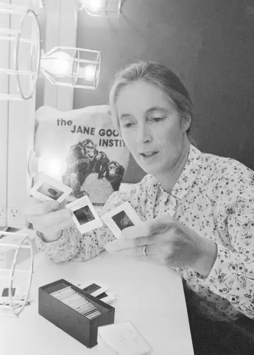 ▲1982年5月9日，靈長類動物學家珍古德（Jane Goodall）在芝加哥演講前瀏覽投影片。（圖／美聯社／達志影像）