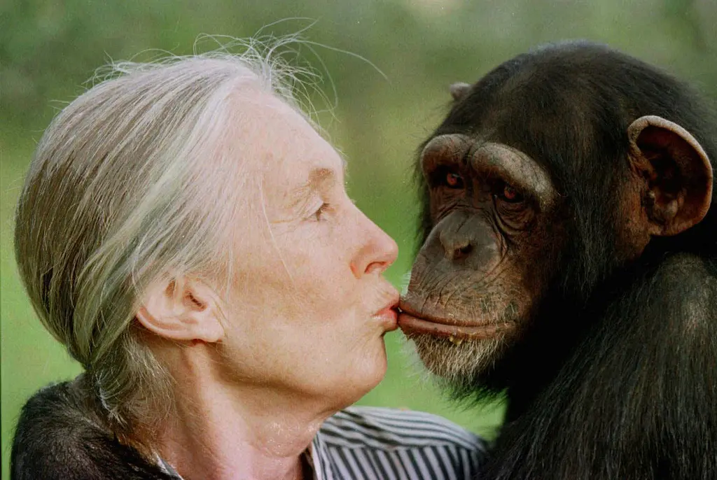 ▲ 1997 年 12 月 6 日，珍古德（Jane Goodall）在肯亞的甜水黑猩猩保護區親吻雌性黑猩猩Tess。（圖／美聯社／達志影像）