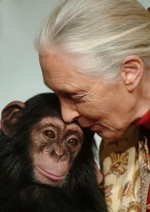 ▲2004 年 12 月 20 日，珍古德（Jane Goodall）在匈牙利布達佩斯親吻了布達佩斯動物園一隻 14 個月大的黑猩猩寶寶波拉，她像徵性地收養了這隻小黑猩猩。（圖／美聯社／達志影像）