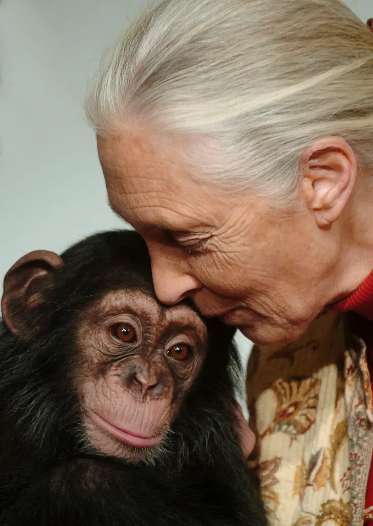    ▲2004 年 12 月 20 日，珍古德（Jane Goodall）在匈牙利布達佩斯親吻了布達佩斯動物園一隻 14 個月大的黑猩猩寶寶波拉，她像徵性地收養了這隻小黑猩猩。（圖／美聯社／達志影像）  