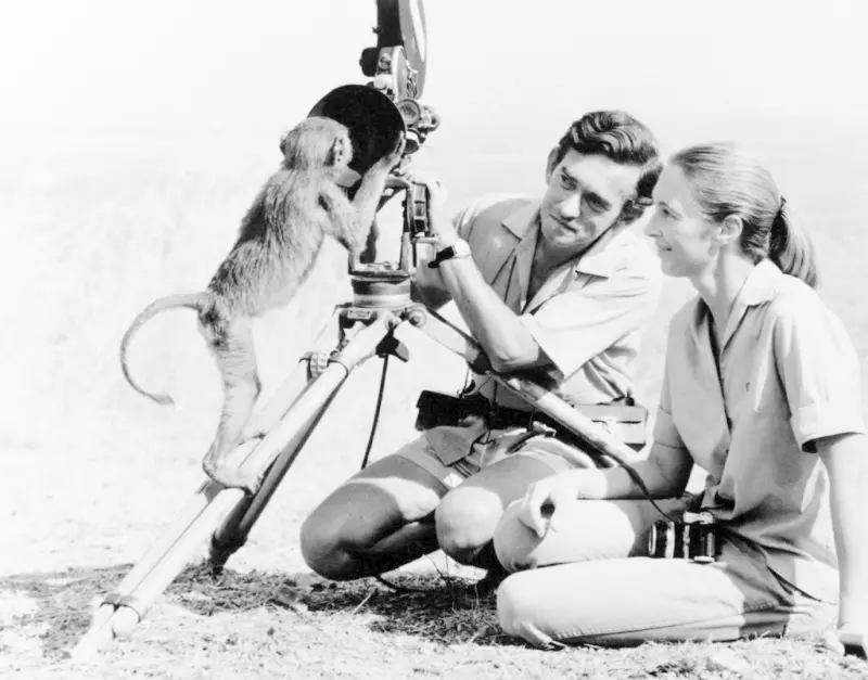    ▲1974 年 1 月，人類學家珍古德（Jane Goodall，右）與丈夫雨果·範·拉維克（Hugo van lawick）在鏡頭後合影。（圖／美聯社／達志影像）  