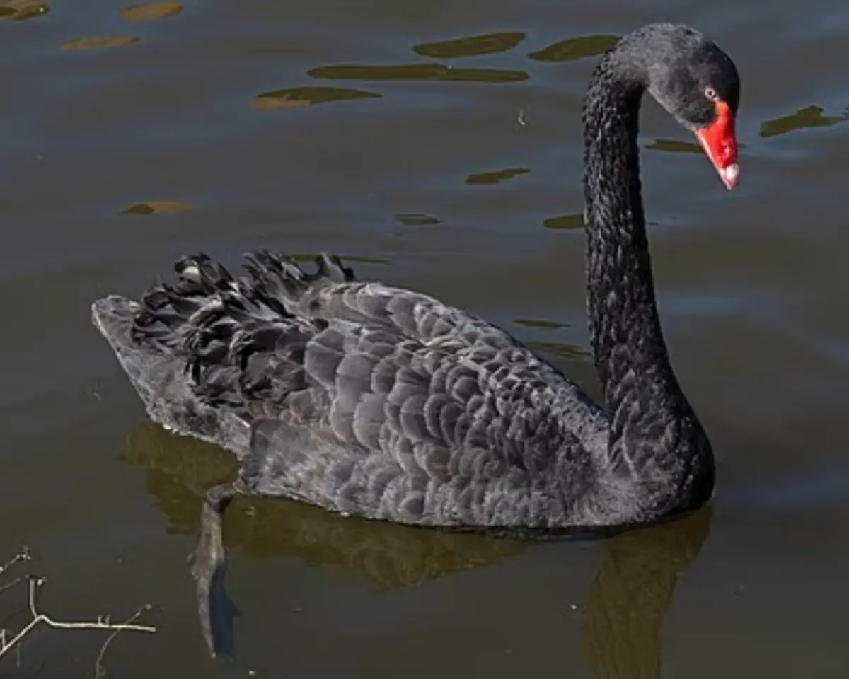▲英國埃文河畔的紅嘴黑天鵝「雷吉」，近日被轉移到德文郡的達威利動保中心，原因是牠頻繁攻擊、騷擾遊客和其它天鵝。（圖／翻攝自每日郵報）