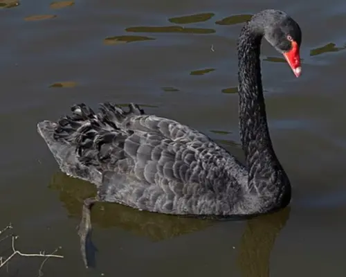 恐嚇遊客、騷擾同類、想「強上」雌鵝！英國怪奇黑天鵝遭逐出小鎮
