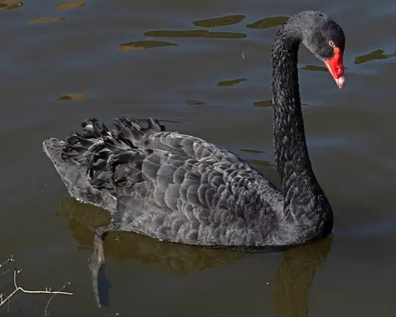 ▲英國埃文河畔的紅嘴黑天鵝「雷吉」，近日被轉移到德文郡的達威利動保中心，原因是牠頻繁攻擊、騷擾遊客和其它天鵝。（圖／翻攝自每日郵報）