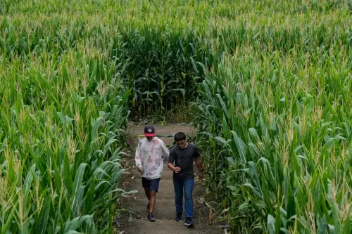 ▲民眾走在世界最大玉米田迷宮之中。（圖／美聯社／達志影像）