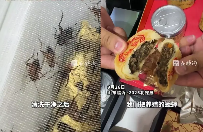 ▲中國有月餅業者推出「蟋蟀月餅」，將養殖蟋蟀洗淨晒乾、磨成粉加入五仁內餡中，引發網路熱議。（圖／翻攝自微博）