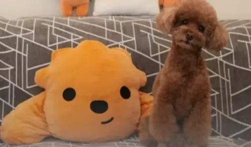 ▲力氣是老高與小茉飼養的貴賓狗，受到很多粉絲喜愛，還有周邊商品推出。（圖／翻攝YT@老高與小茉）