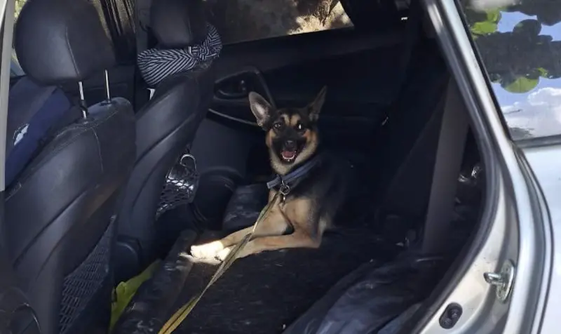 ▲花蓮光復災區昨（2）日傳來一則振奮人心的消息，一隻受困車內長達8天的米克斯狗狗，成功被鏟子超人救出。（圖／翻攝自粉專「洛基小聿媽 X 黃金獵犬 X 寵物友善」）