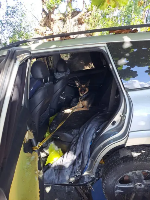 ▲（圖／翻攝自粉專「洛基小聿媽 X 黃金獵犬 X 寵物友善」）