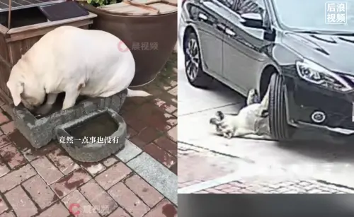 胖狗遭汽車輾過卡車輪下！主人嚇壞送醫「毫髮無傷」得減肥
