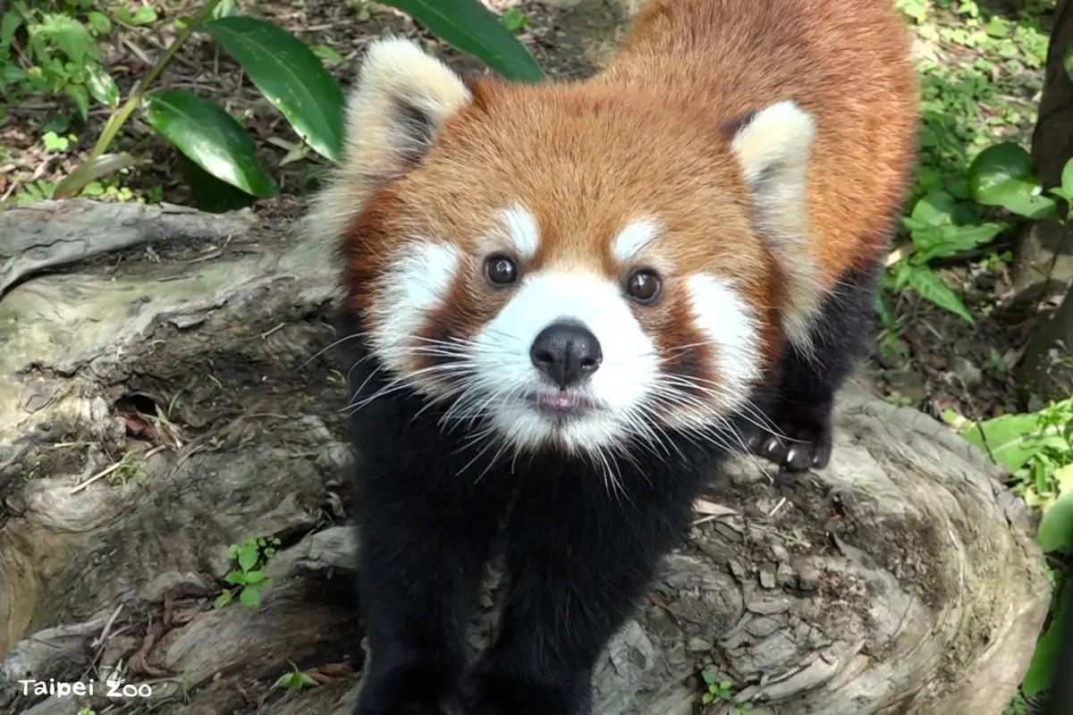 ▲旅日小貓熊「可頌」驚傳離世，台北市立動物園證實，可頌被檢查出胸腔有感染與積液，造成牠呼吸費力，經過搶救仍於昨日離世。（圖／台北市立動物園提供）