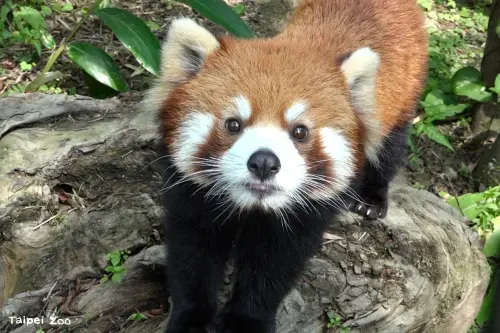 小貓熊「可頌」旅日相親驚傳離世！胸腔感染病逝　北市動物園證實
