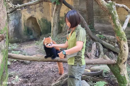 ▲小貓熊「可頌」於去年4月前往日本多摩動物園，於今年10月2日清晨不幸病逝，讓曾經照顧牠的保育員們感到唏噓。（圖／台北市立動物園提供）