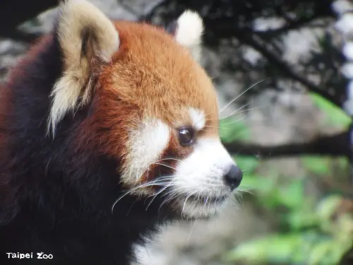 ▲小貓熊「可頌」離世消息傳出後，也讓大批民眾感到不捨與難過。（圖／台北市立動物園提供）