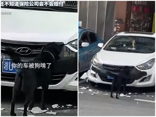 ▲女車主的車被狗啃得稀碎，讓她當場傻眼又好笑。（圖／翻攝自微博）