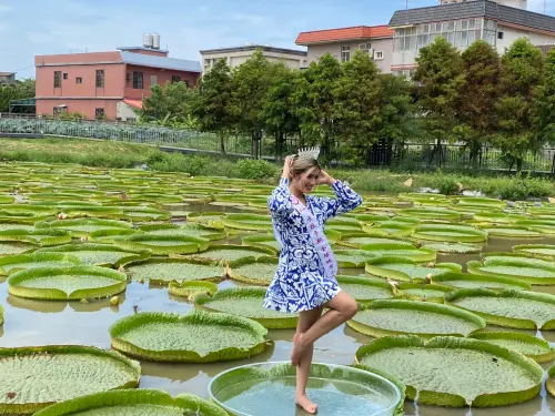 ▲觀音蓮花園每一年蓮花季在6至8月，只要是90公斤以下的遊客，都可以被大王蓮乘載。（圖／桃園好農臉書）