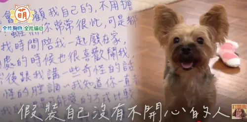 ▲YTR酷忍不住哭了！心碎成全前女友帶走愛犬Miki　自揭拍片瓶頸（圖／萌寵明星粗乃玩YouTube）
