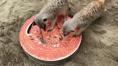 壽山動物園中秋加菜　動物大啖柚子月餅
