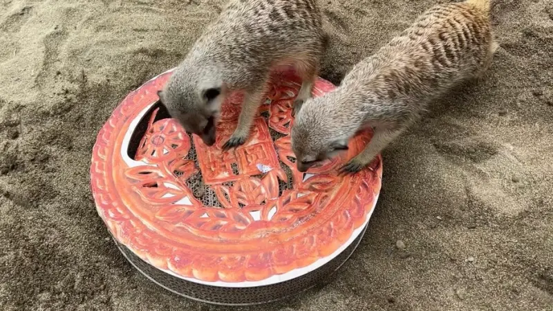 ▲狐獴使用利爪挖取藏在月餅內的麵包蟲及大麥蟲。（圖／高市府觀光局提供）