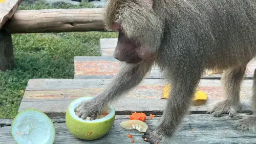 ▲長鬃狒狒抓取柚子果肉。（圖／高市府觀光局提供）