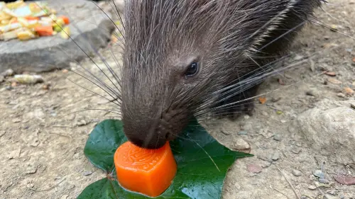▲冠豪豬享用紅蘿蔔果凍月餅。（圖／高市府觀光局提供）
