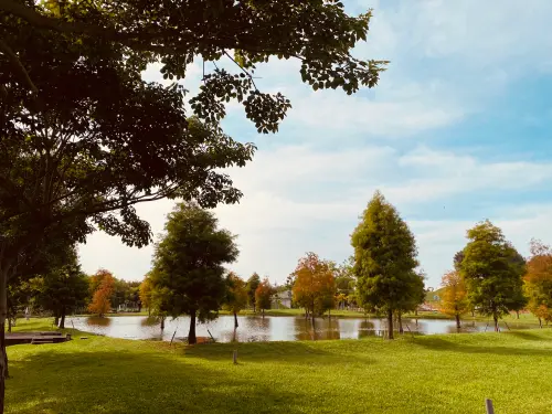 ▲后里環保公園內除黃波斯菊外，落羽松林也悄然轉色(圖／建設局提供2025.10.5)