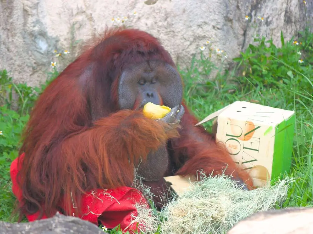 ▲壽山動物園應景過中秋節，園區內紅毛猩猩「阿宏」一秒化身吃貨直播主，披上紅色披風開箱中秋禮盒，大口品嚐清爽多汁的柚子。（圖／壽山動物園提供）