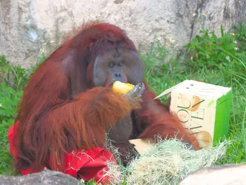 壽山動物園過中秋節！紅毛猩猩秒變「吃貨直播主」　狐獴嗑爆月餅
