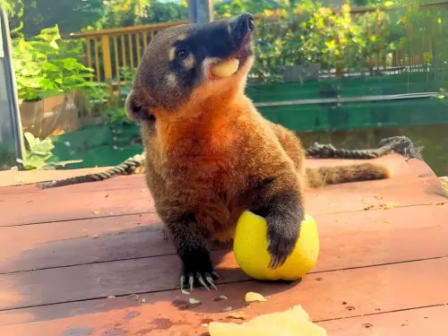 ▲長鼻浣熊抓取柚子果肉往嘴裡塞，吃得津津有味。（圖／壽山動物園提供）