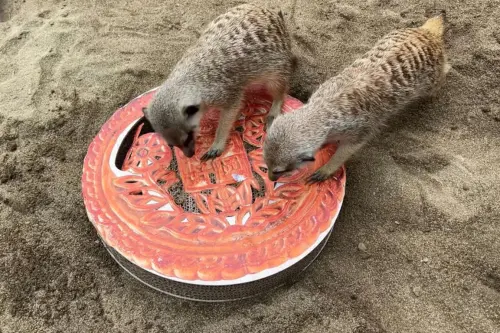 ▲狐獴的特製月餅需透過利爪挖取，才能順利享用藏在月餅內的麵包蟲及大麥蟲。（圖／壽山動物園提供）