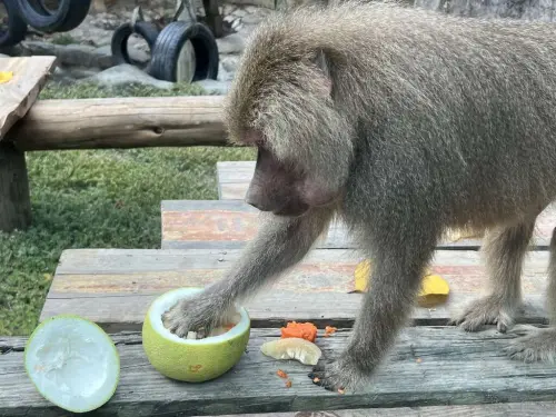 ▲園方還利用牧草、仙人掌、紅蘿蔔及柳橙等蔬果製成果凍月餅，並以黃槿葉盛裝，讓長鬃狒狒愛不釋手。（圖／壽山動物園提供）