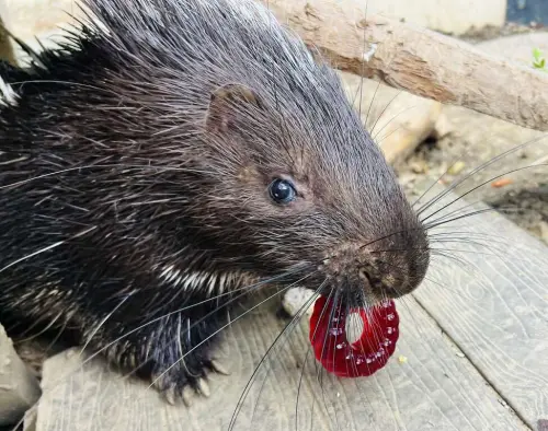 ▲▼不喜歡吃紅蘿蔔的冠豪豬也不敵誘惑，象龜更將黃槿葉吃個精光。（圖／壽山動物園提供）