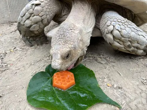 ▲（圖／壽山動物園提供）