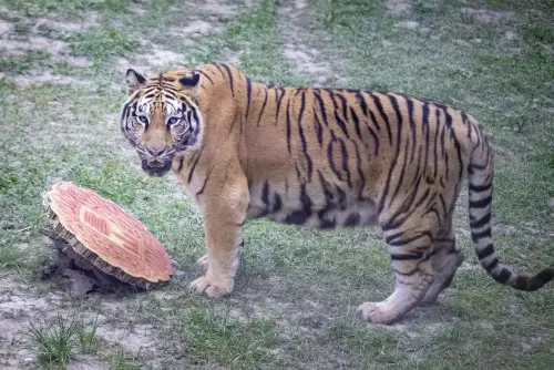 ▲孟加拉虎的貓薄荷月餅則是使用回收瓦楞紙製作的圓形貓抓板，「二妞」及「阿生」立刻上前抓取玩樂。（圖／壽山動物園提供）
