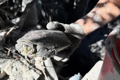 龜息大法奏效？牠遭掩埋13天被鏟子超人救出　網驚：超強生命力
