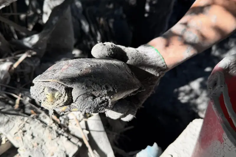 ▲發揮龜息大法？被淤泥埋了13天，終於被鏟子超人救出。（圖／網友markr9988＠threads授權使用）